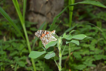 red orange butterfly on flower garden nature insect animal