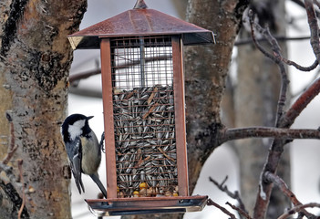Mésange noire dans la rudesse de l'hiver © Patricia