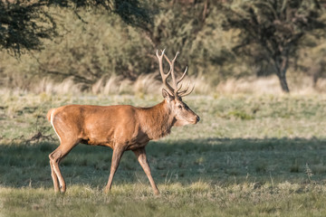 Male Red deer in La Pampa, Argentina, Parque Luro Nature Reserve