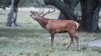 Male Red deer in La Pampa during rutting season., Argentina, Parque Luro Nature Reserve