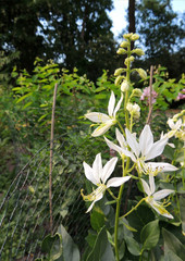 Burning bush or gas plant in spring during flowering