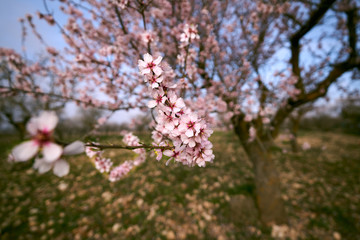 Obraz premium pretty almond blossoms in spring