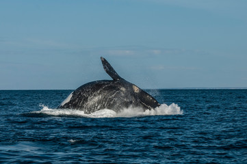 Fototapeta premium Southern Right Whale, Patagonia, Argentina