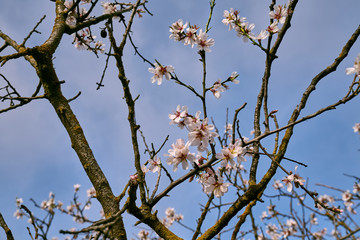 pretty almond blossoms in spring