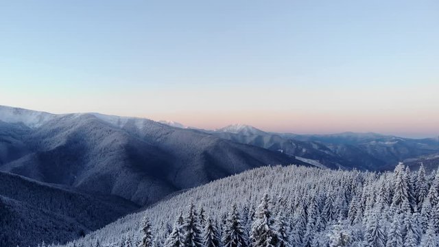 Flying above winter pine forest in mountain valley. Frozen landscape scenary aerial view
