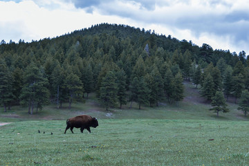 bison, bison in field,