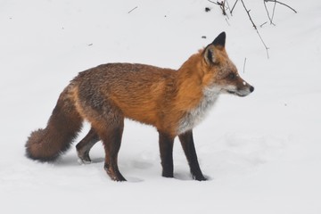fox, red fox, winter fox, winter, snowy fox, orange fox, cute fox, wild fox, winter animals