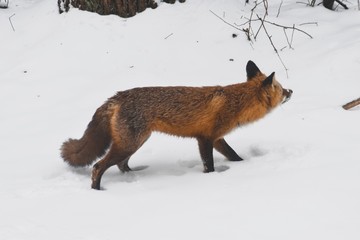 fox, red fox, winter fox, winter, snowy fox, orange fox, cute fox, wild fox, winter animals