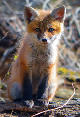 Red Fox Cub