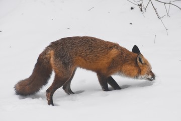 fox, red fox, winter fox, winter, snowy fox, orange fox, cute fox, wild fox, winter animals