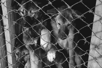 dogs in a cage in a shelter