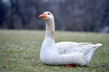 White Goose