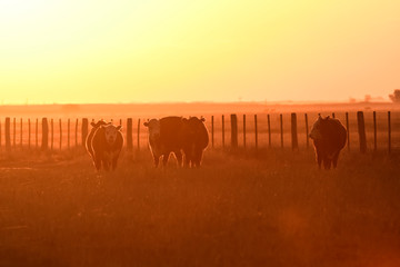 Cattle in Pampas landscape at dusk, Patagonia, Argentina