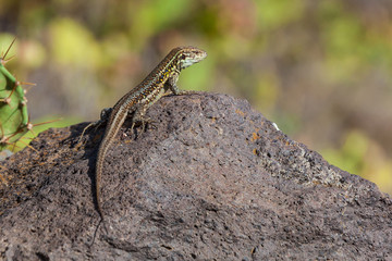 Spotted lizard enjoying sunlight on the stone on the natural blurred background, selective focus.