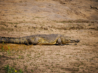 A Nile Crocodile (Crocodylus niloticus) on his way into the water for hunting at a waterhole in Kruger Nationalpark