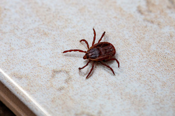 A dangerous parasite and infection carrier mite