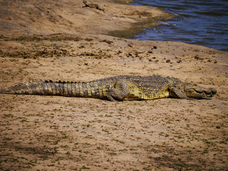 A Nile Crocodile (Crocodylus niloticus) on his way into the water for hunting at a waterhole in Kruger Nationalpark