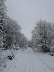 road in winter forest