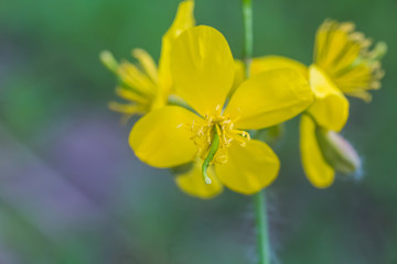 Yellow flowers of Chelidonium majus, ( celandine, nipplewort, swallowwort or tetterwort close-up on medow. Growing on street blooming in spring celandine.