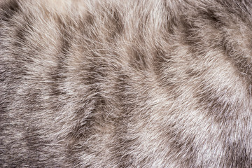 closeup of a fox fur