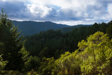 Pine Forest Mountains