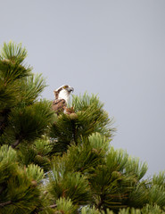 Osprey Head Perched In Tree