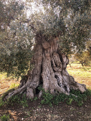 Secular olive trees in Puglia