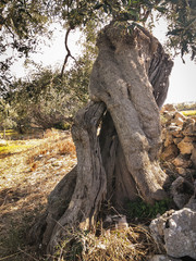 Secular olive trees in Puglia