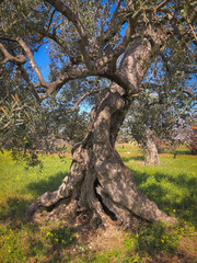 Secular olive trees in Puglia