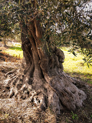 Secular olive trees in Puglia