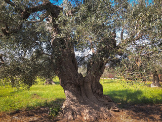 Fototapeta na wymiar Secular olive trees in Puglia