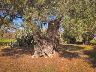 Secular olive trees in Puglia