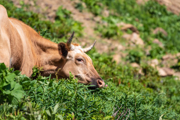 Fototapeta premium A cow grazes in an alpine meadow