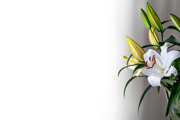 White lilies with space for text