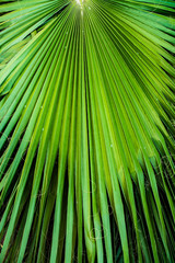 close up tropical palm leaves, jungle leaf floral background