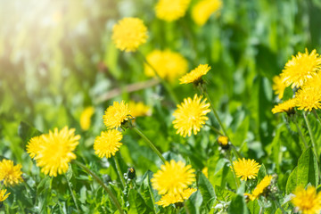 Field of yellow dandelions