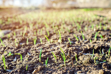 the first shoots of plants on agricultural beds. the first flowers sprout from the earth.