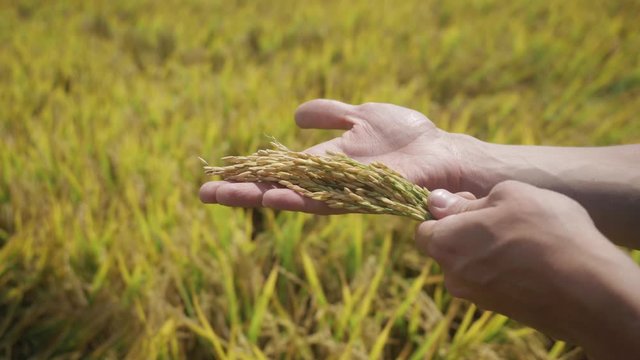 Hands of farmer holding ripe rice ears. Harvest rice in Asia. Rice plantations in rural China, Vietnam, Thailand, Myanmar, Philippines. Paddy crop, rice stalks swaying in wind, paddy background field