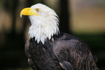 portrait of an american bald eagle