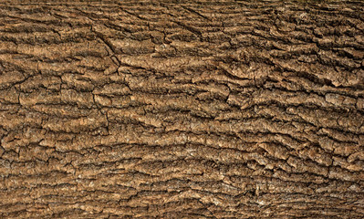 Embossed texture of the bark of oak. Panoramic photo of the oak texture.