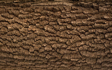Naklejka premium Embossed texture of the bark of oak. Panoramic photo of the oak texture.