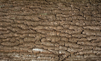 Embossed texture of the bark of oak. Panoramic photo of the oak texture.