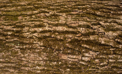 Embossed texture of the bark of oak. Panoramic photo of the oak texture.