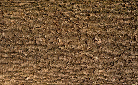 Embossed texture of the bark of oak. Panoramic photo of the oak texture.