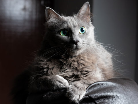 Grey Cat With Little Vertical Pupils And Green Eyes. Little Yellow Color In Cat Eyes