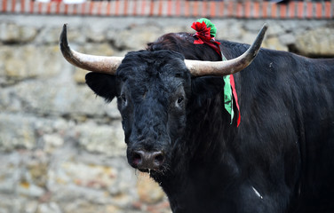gran toro español en una plaza de toros