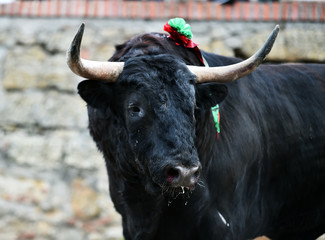 spanish bull with big horns