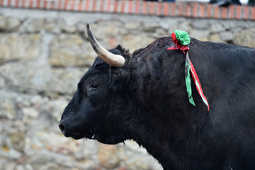 gran toro espa&ntilde;ol en una plaza de toros