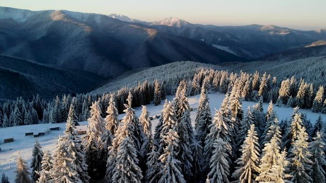Flying backwards over snow covered pine forest revealing mountain valley at sunrise. Aerial winter landscape scenary	
