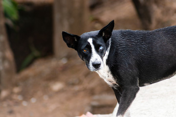 Abandoned street dog with scared face and heterochromia. Homeless dog with heterochromia